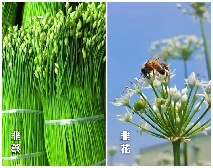 我們平常吃的韭菜花其實是韭薹(左)，北方人吃的韭菜花則是韭薹開出白色花簇的型態。