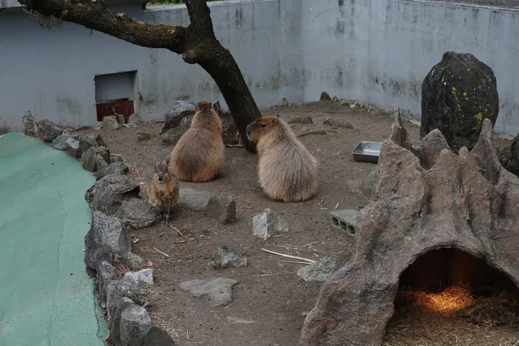 水豚君 (還是現在要叫卡皮巴拉)