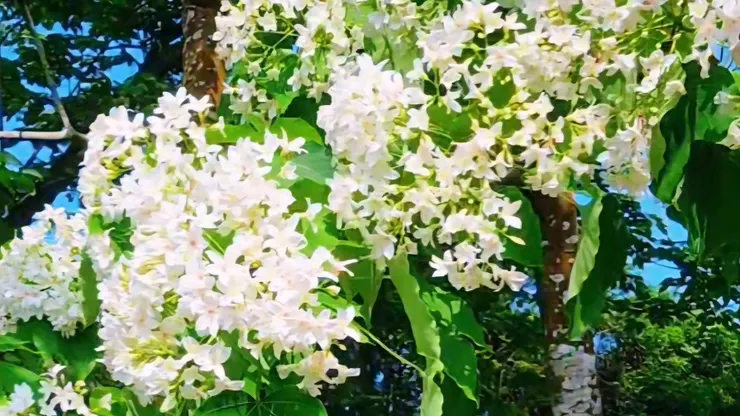 四月雪桐花季