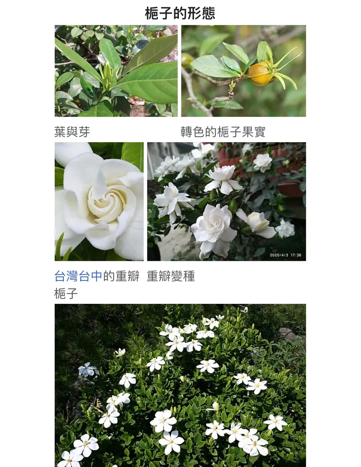 指路 ➡️ 維基百科