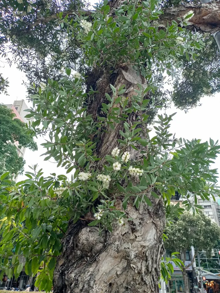 白千層，開花了。