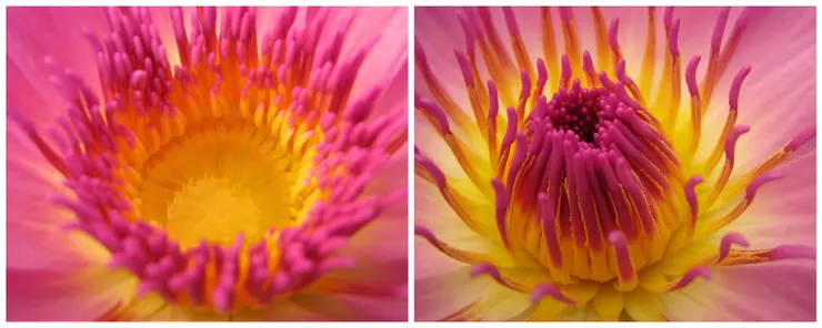 (左圖)睡蓮初綻時，花心是敞開的，裡頭的水池會分泌一種香甜的花露水；(右圖)不過第二天，水池乾掉，雄蕊也會將柱頭包覆住。