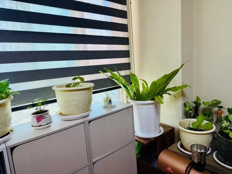 冬天，午後陽光