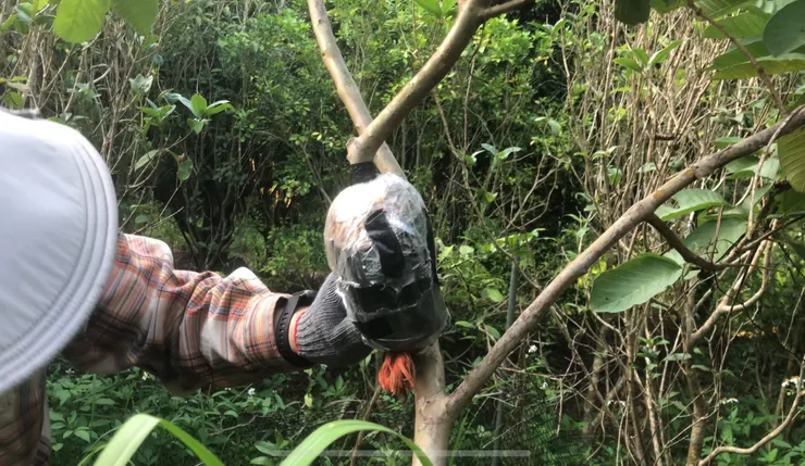 用水草當介質，高壓繁殖技術