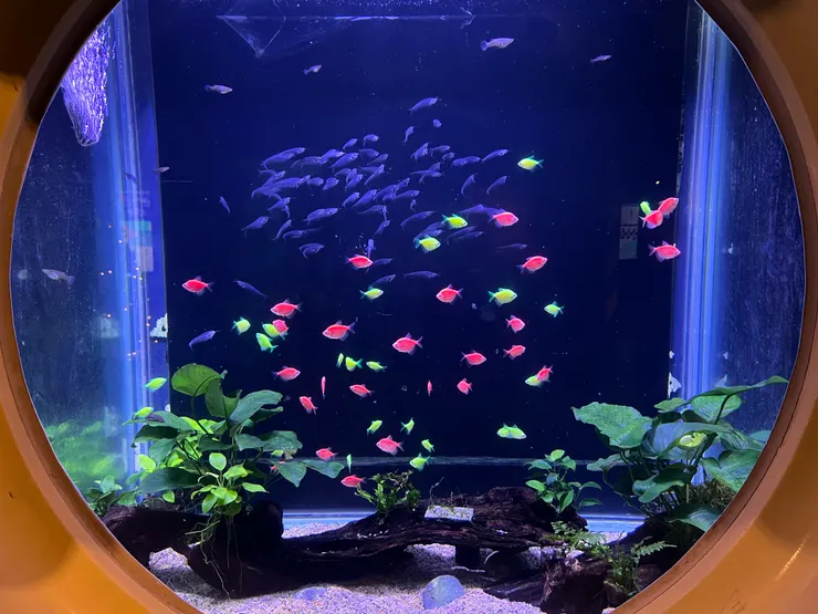 聖誕限定的磚魚與大家一同迎接節日