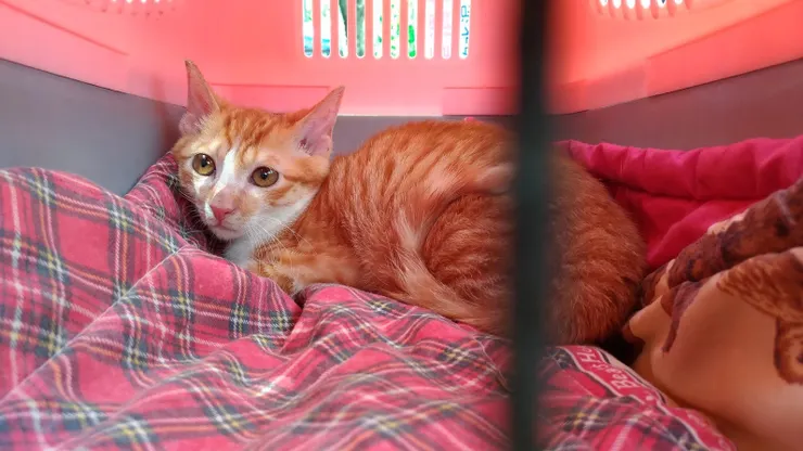 被接回家時的牠