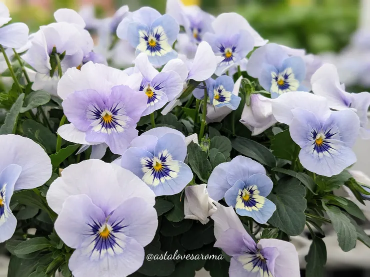 香堇菜,由於我沒有在『合利園藝』拍到香堇菜特寫照,所以放這張去年在『香久園』拍的香堇菜