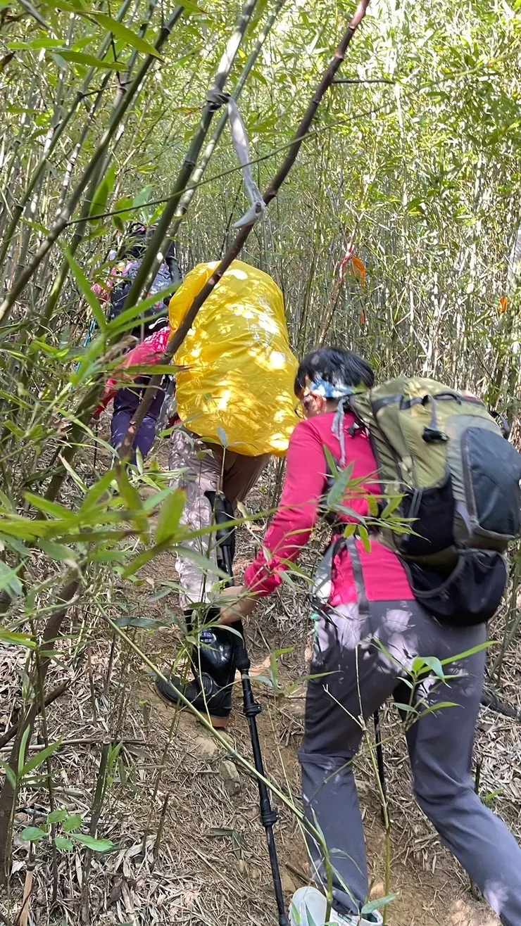 鶯歌石山走舊路鑽進密竹非常難走，退回叉路走新路，路徑乾淨清晰