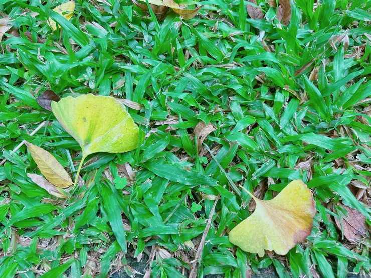 雖小雪節氣已過,也只落地幾片微黃。(我好像經常放撿樹葉的照片:D)