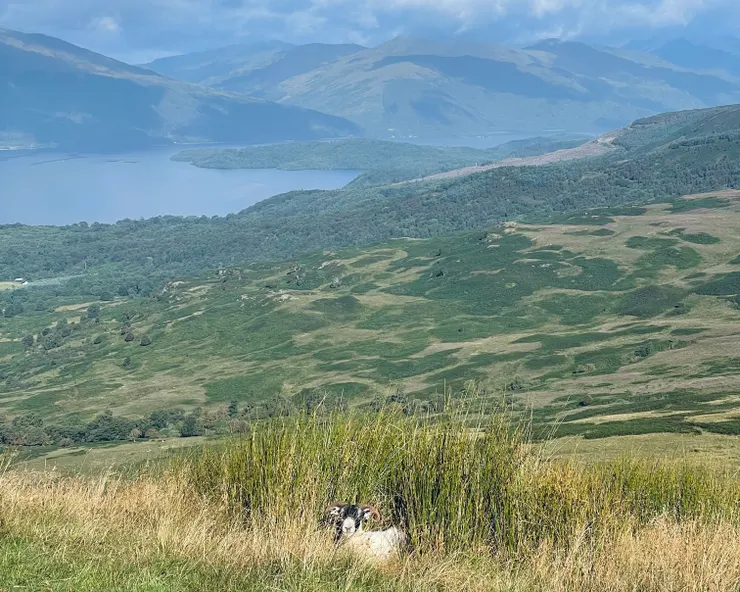 Conic Hill眺望羅夢湖Loch Lomond與羊