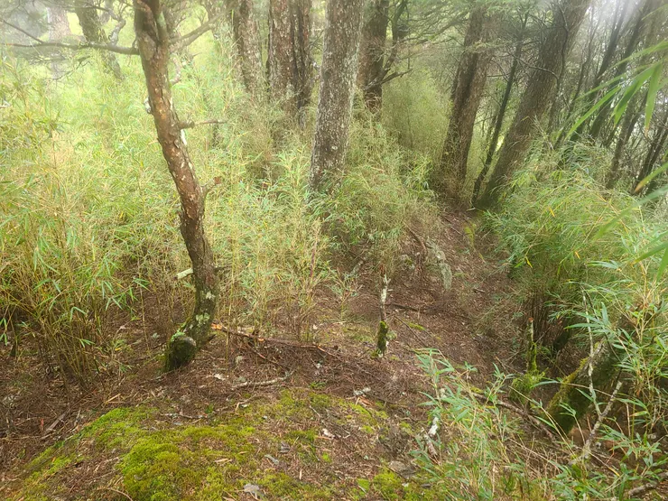 往志摩山，一開始先下坡，路明顯