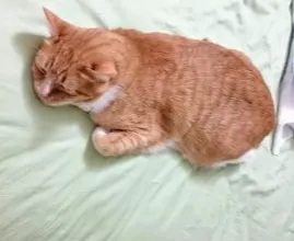 現實與想像中的慾望