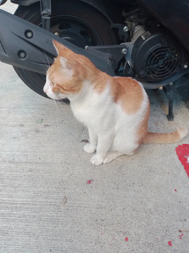 我跟橘子還在撐｜終於有一個地方了