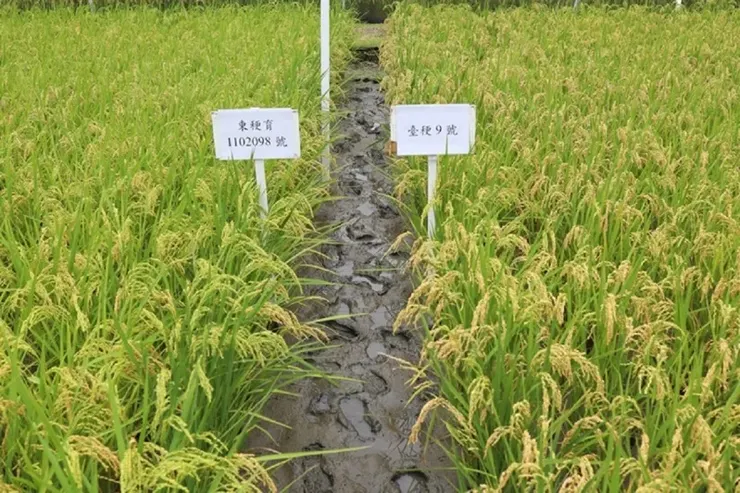 左為台東36號。圖片取自聯合報。