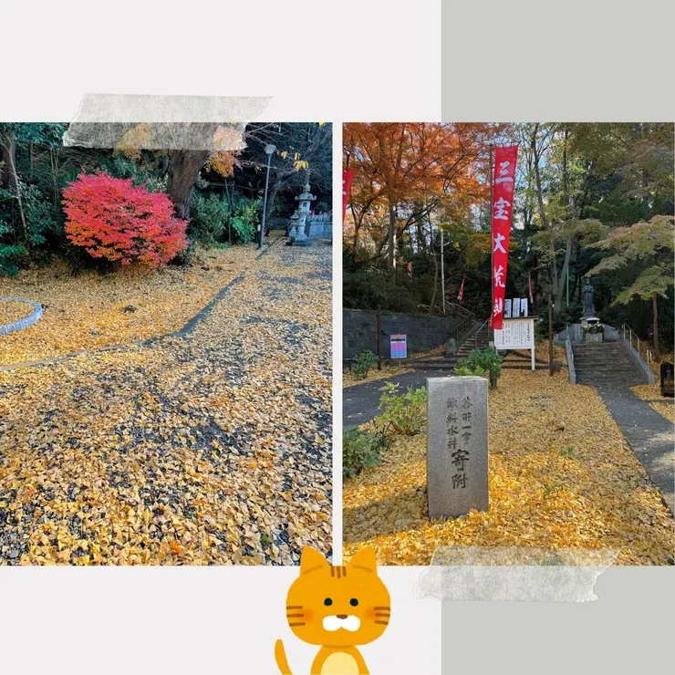 銀杏落葉散落一地，讓我想要在地上翻滾～