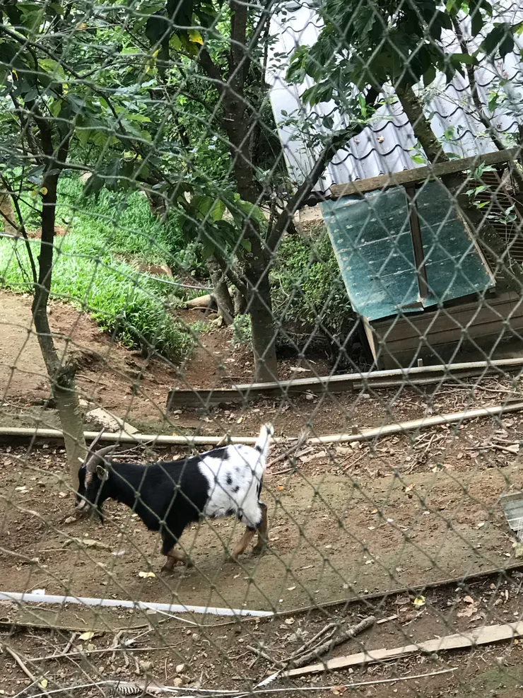 荷花池畔的小動物們