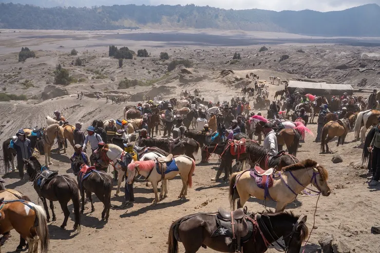 登山口旁超多匹馬