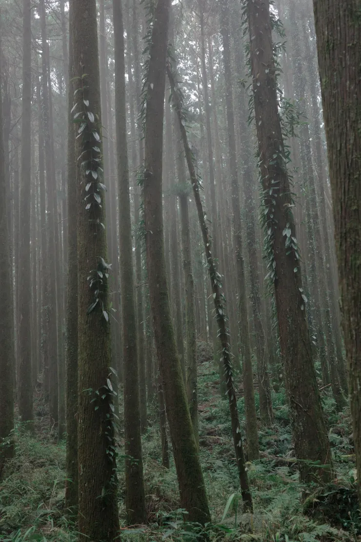 二萬坪森林步道