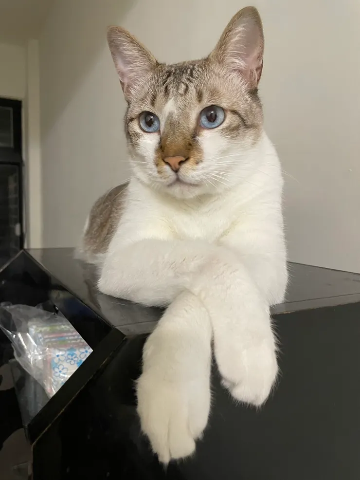 我家主子的顏值可以入圍吧