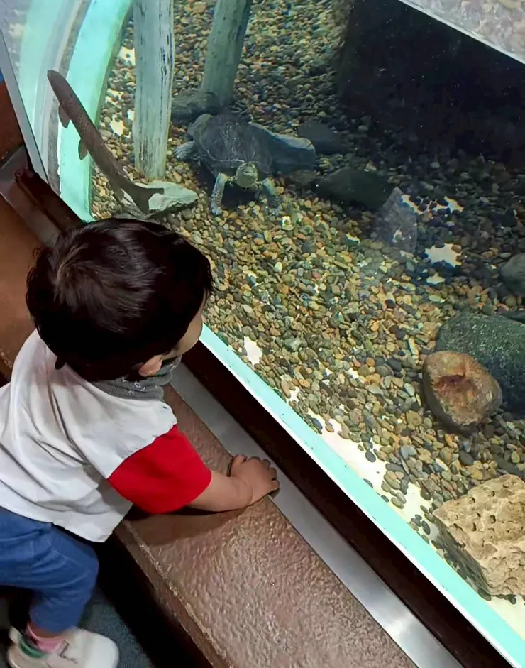 珍豬近距離看海龜🥰