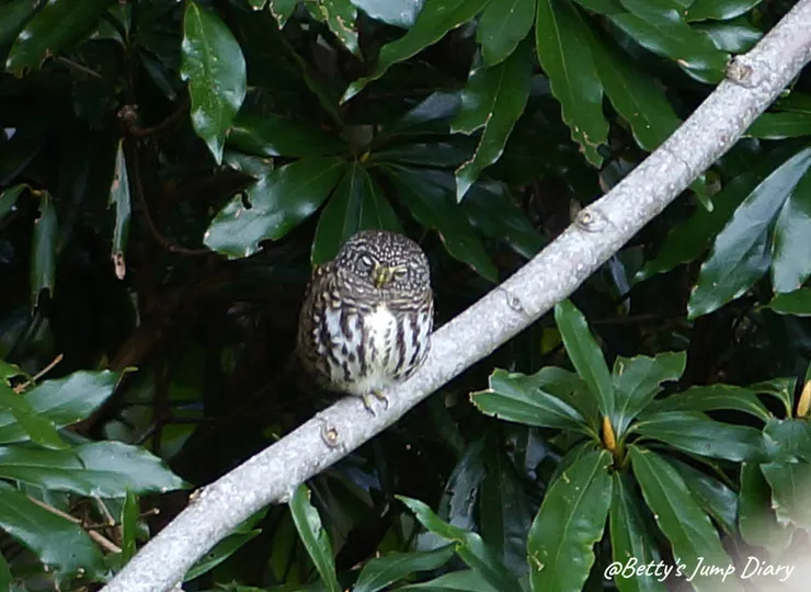 ▲台中「大雪山國家森林遊樂區」/圖片來源：Betty's Jump Diary