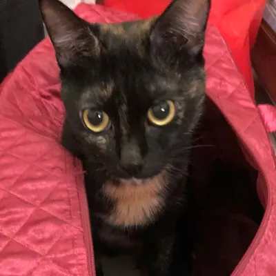 踢踢被被的沙龍