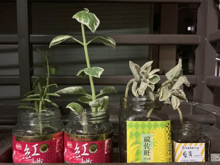 元老級室友，從左依序為「歪腰」、「紅糟左右手」、「碳左旺旺」和「左手貝利」（2024/11/02攝）