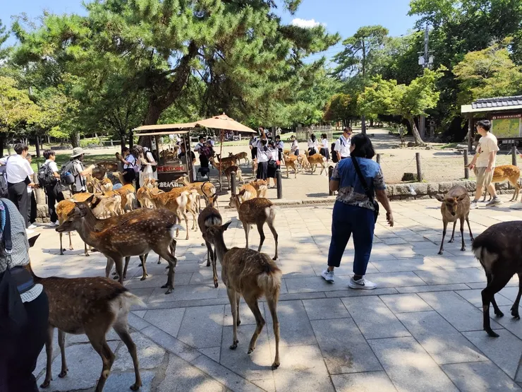 離南大門越近，就不建議再買仙貝了，因為鹿群真的太多了，會被攻擊的😩