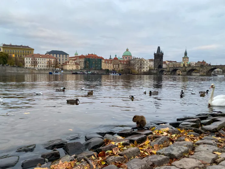 希希帶我來的這片河濱,是鄰近卡夫卡博物館的「Park Cihelná」,在這裡可以看到天鵝、野鴨、海狸鼠、鴿子…等多種動物,據說也是欣賞落日美景的最佳地點之一。