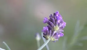 真正薰衣草 Lavandula angustifolia P. Mille