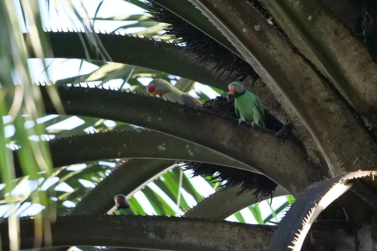 後方是亞歷山大鸚鵡