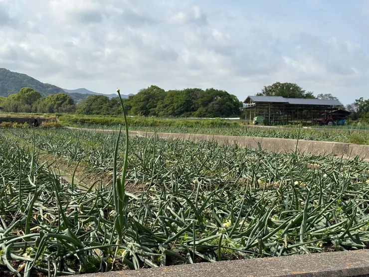 洋蔥是淡路島的名產，到處都可以看到洋蔥田。