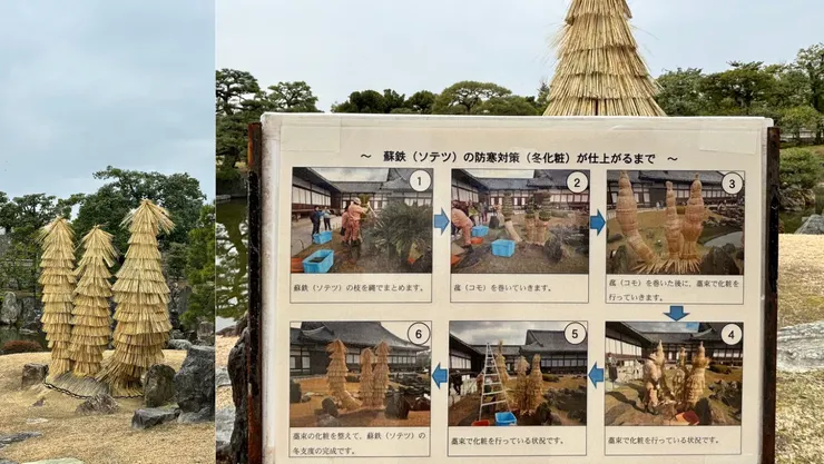 怕冷鼠而穿衣的蘇鐵先生們｜2024.02.29拍攝