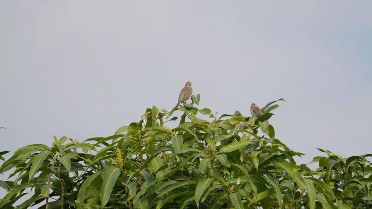 旁邊細小的鳥是文鳥