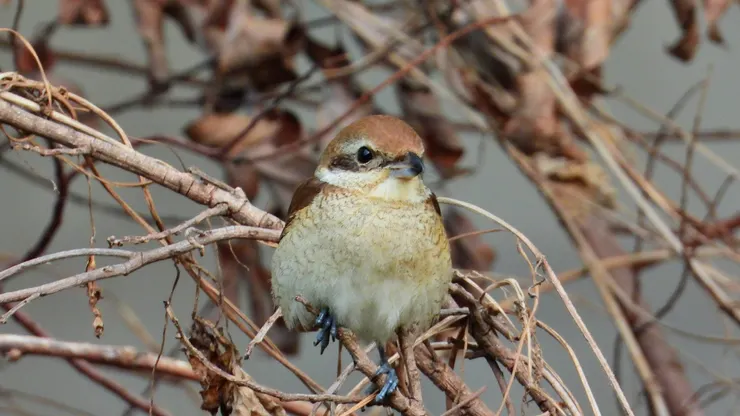 紅尾伯勞圓滾滾的肚子很容易發現