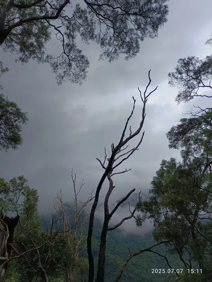 晚與古木相比瘦