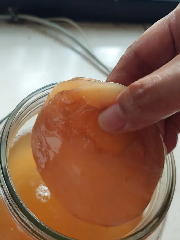 這一塊就是釀製康普茶的功臣：紅茶菌膜（Scoby）