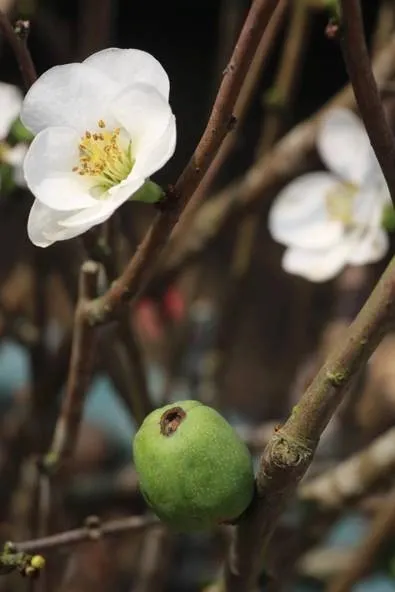 這才是木瓜本尊：皺皮木瓜結出的小木瓜