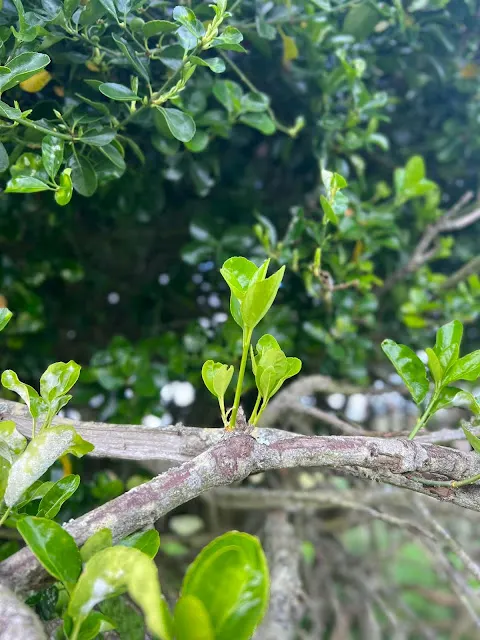 ▲ 我就是這樣看花看樹葉，蹉跎了不少時間。這是春天新長的嫩葉