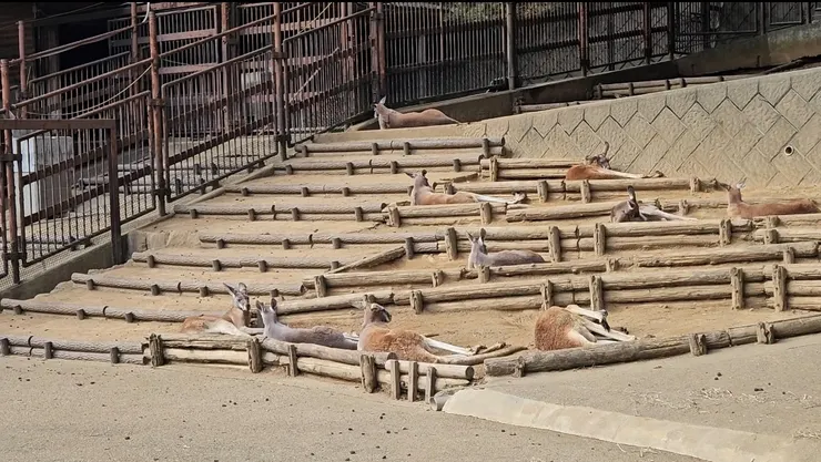 散發悠閒感的袋鼠