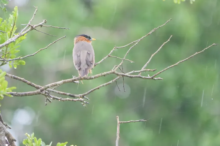 Brahminy Starling
