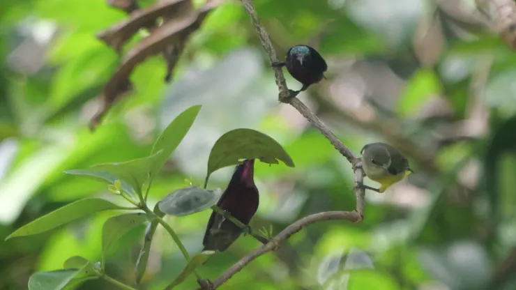 Van Hasselt's sunbird一家大小