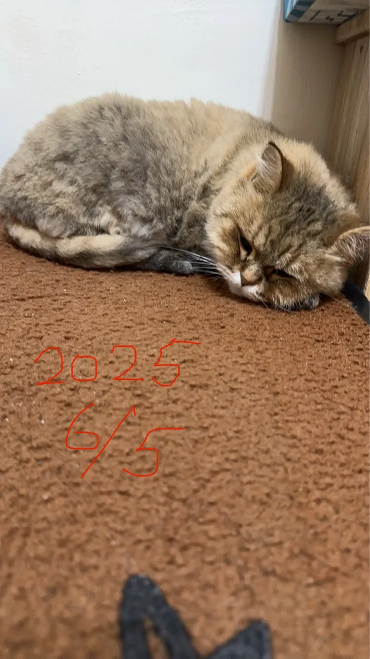 媽媽拍攝於 2025/6/5