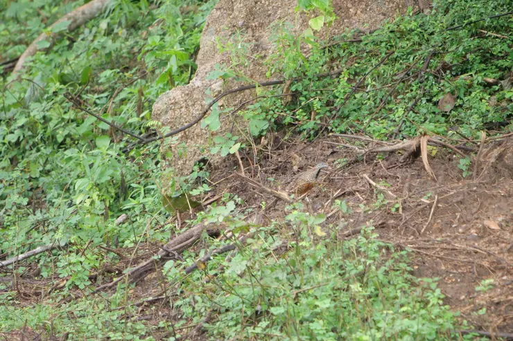 Barred Buttonquail