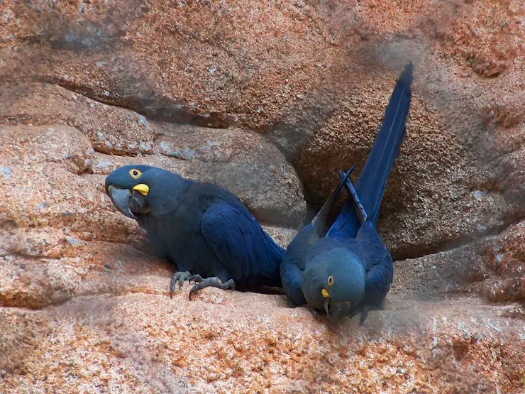 青藍金剛鸚鵡，又叫李爾氏金剛鸚鵡