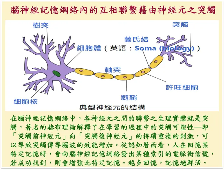 （圖2：腦神經記憶網絡內的互相聯繫藉由神經元之突觸，圖片來源：陳華夫製作）