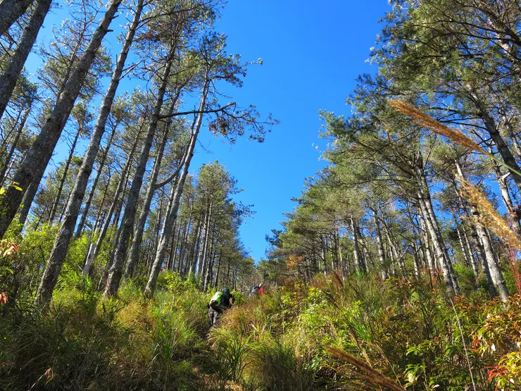 中級山-羅葉尾山稜線防火巷