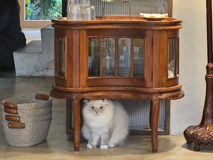 貓咪：只是呼吸。我：超可愛！！