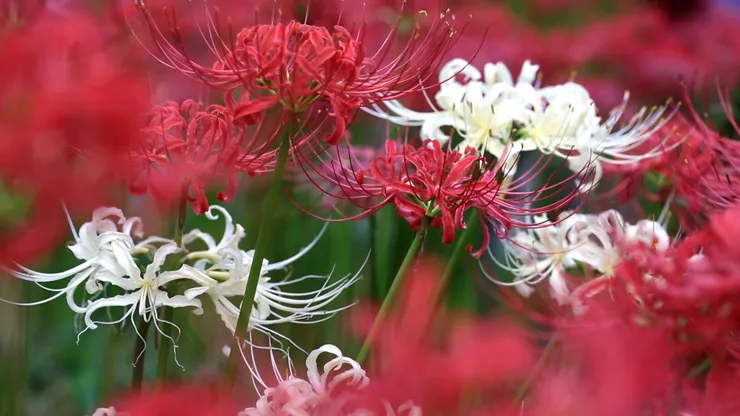 曼珠沙華Lycoris radiata