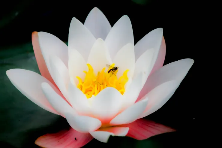 布雷尼宮旁水面上的花朵